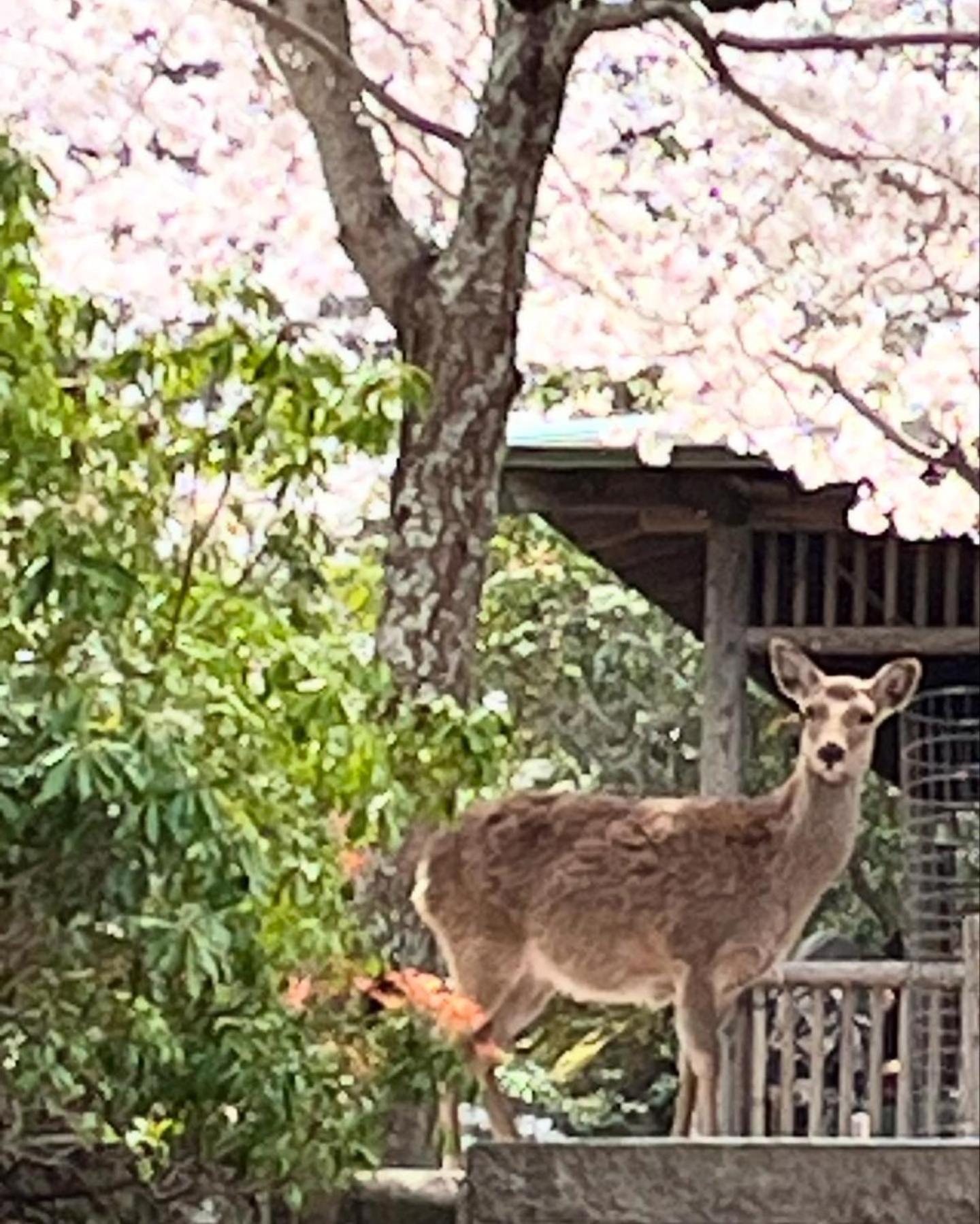 Apartment 宮島 町家宿 進龍庵